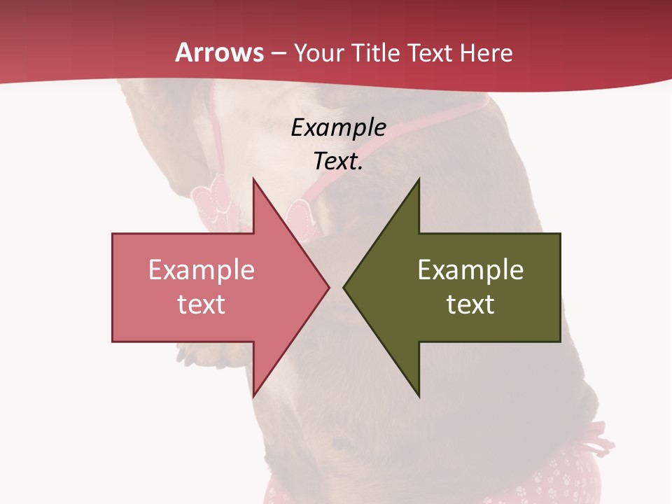 Bikini Wearing Funny PowerPoint Template