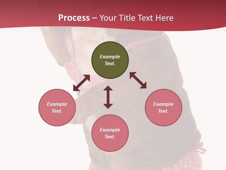 Bikini Wearing Funny PowerPoint Template