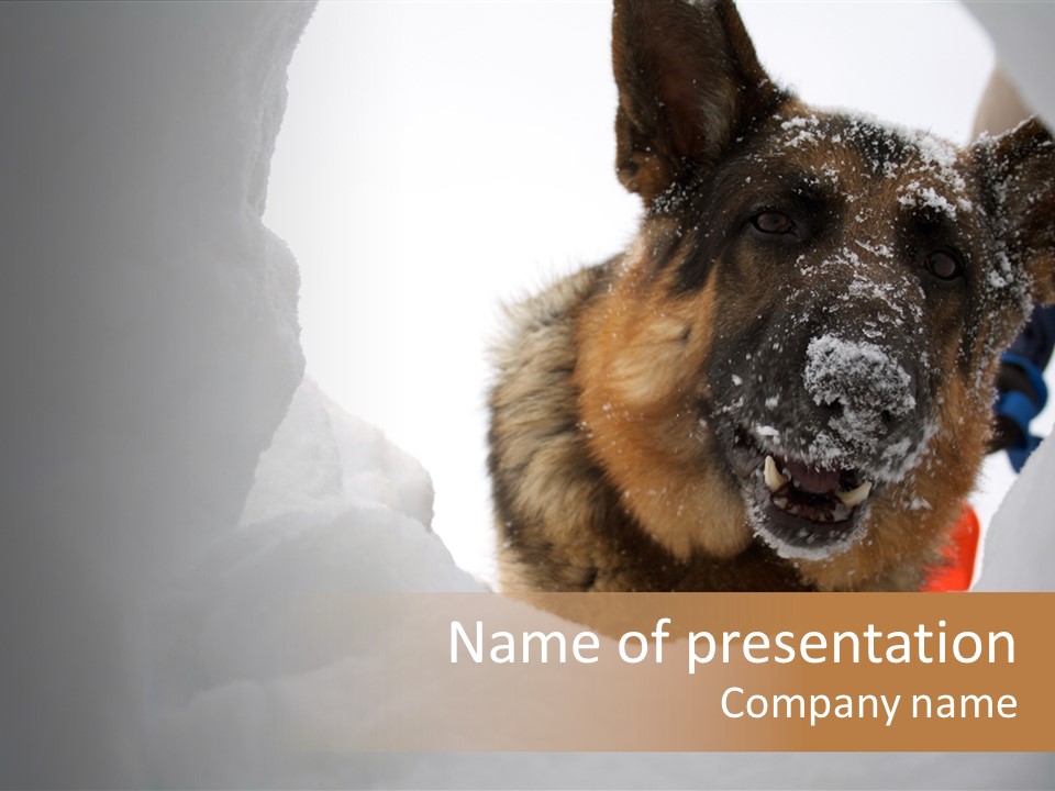 Patrol Furry Dog PowerPoint Template