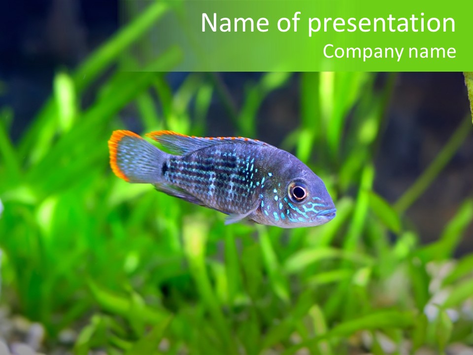 Amazon Exotic Pond PowerPoint Template