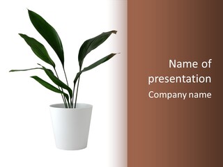 Aspidistra Elatior Aspidistra White PowerPoint Template