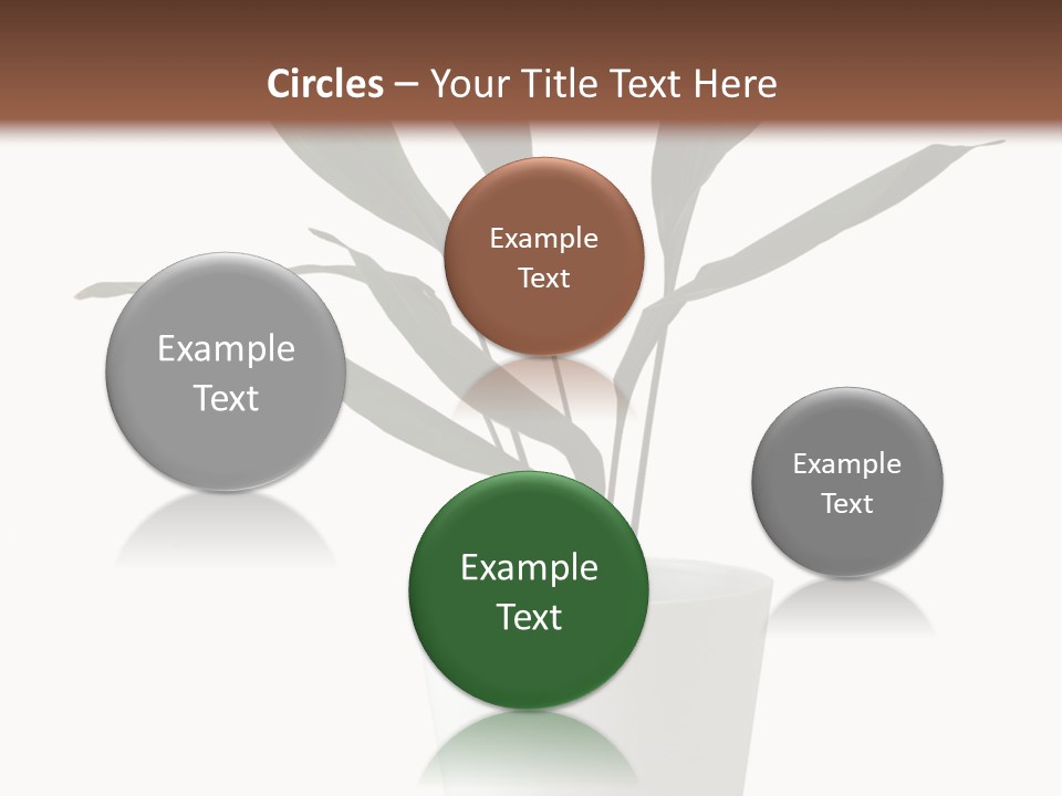 Aspidistra Elatior Aspidistra White PowerPoint Template