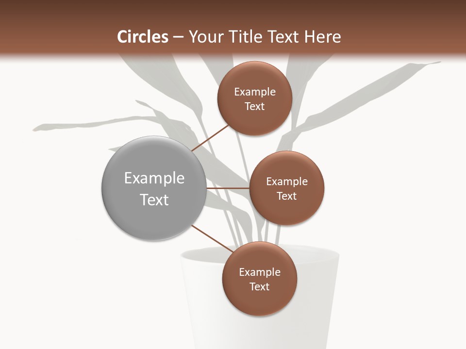 Aspidistra Elatior Aspidistra White PowerPoint Template