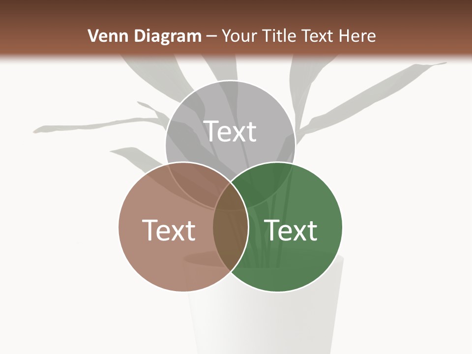 Aspidistra Elatior Aspidistra White PowerPoint Template