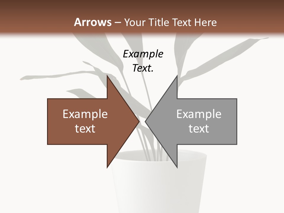 Aspidistra Elatior Aspidistra White PowerPoint Template