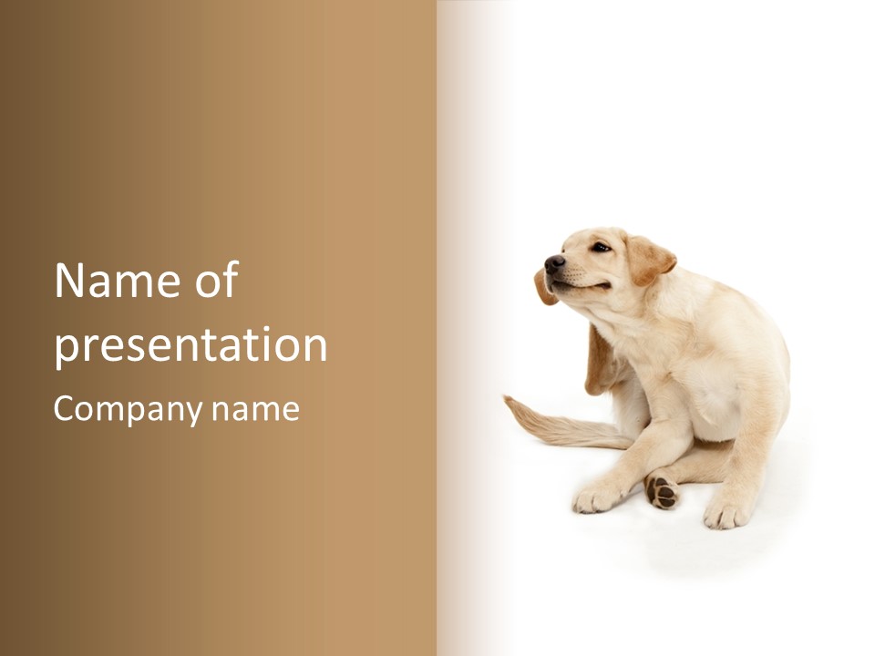 Golden Furry Labrador Retriever PowerPoint Template