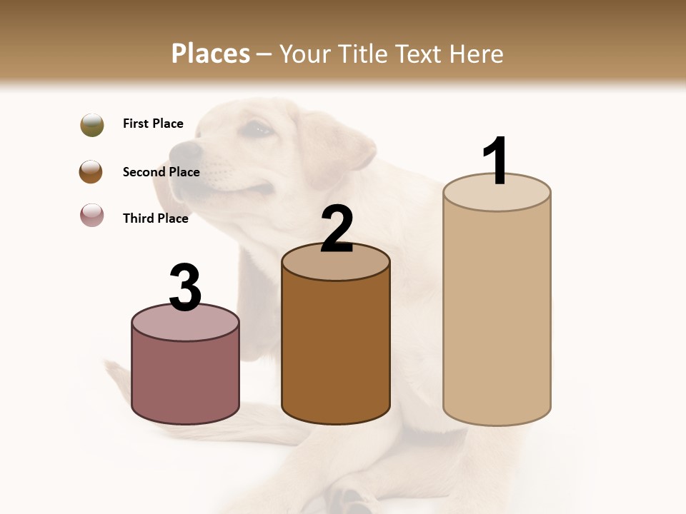 Golden Furry Labrador Retriever PowerPoint Template