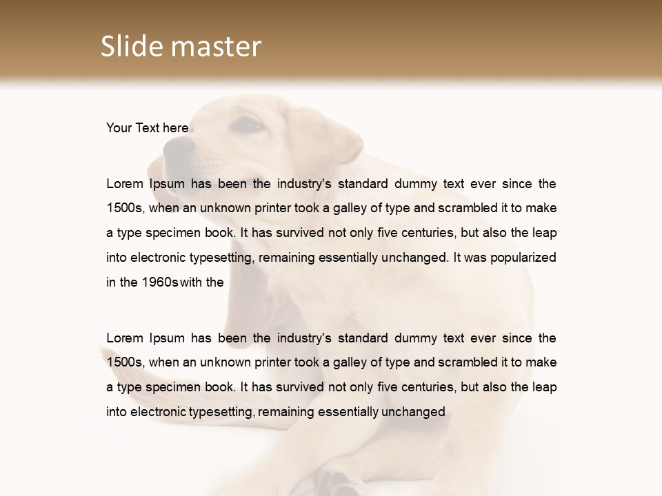 Golden Furry Labrador Retriever PowerPoint Template