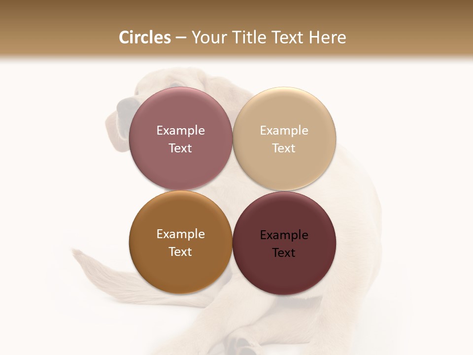 Golden Furry Labrador Retriever PowerPoint Template