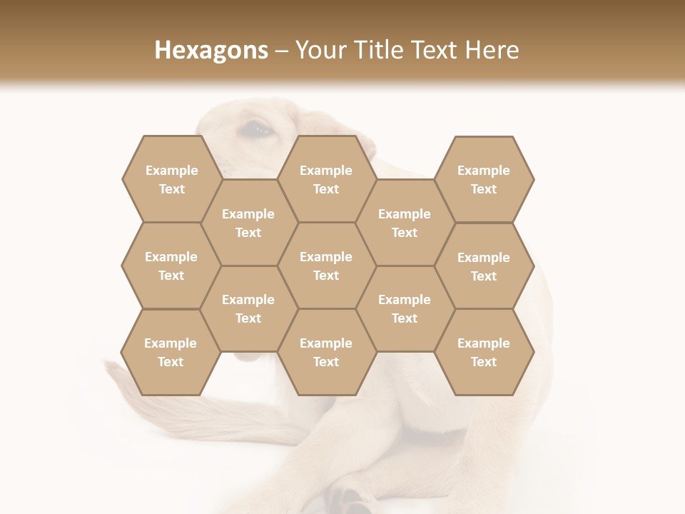 Golden Furry Labrador Retriever PowerPoint Template