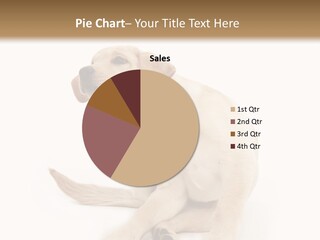 Golden Furry Labrador Retriever PowerPoint Template