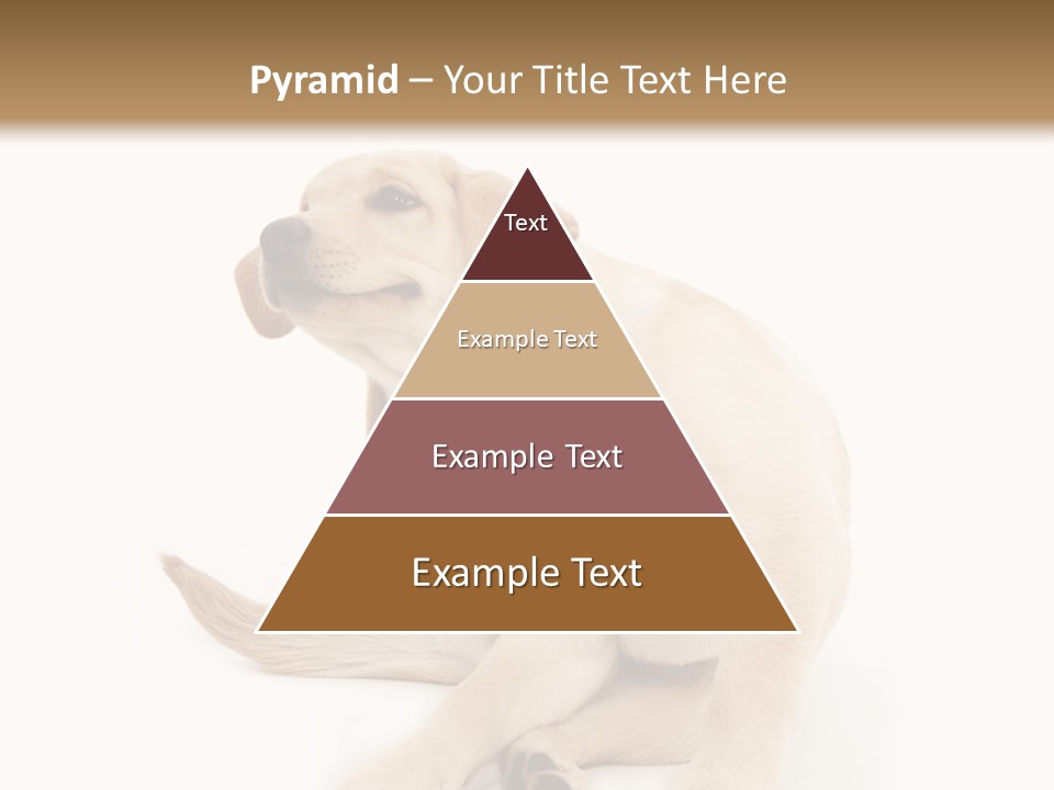 Golden Furry Labrador Retriever PowerPoint Template