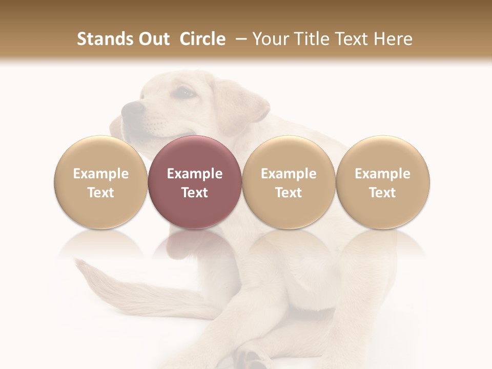 Golden Furry Labrador Retriever PowerPoint Template