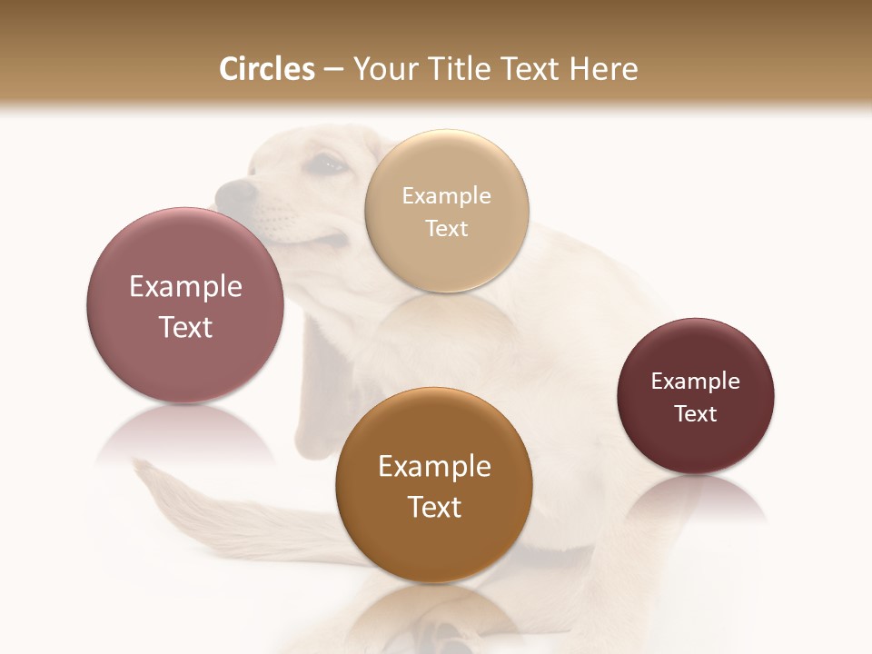 Golden Furry Labrador Retriever PowerPoint Template