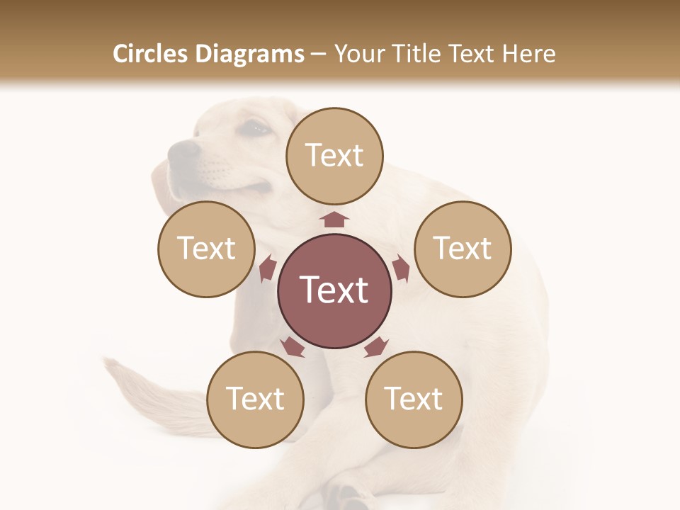 Golden Furry Labrador Retriever PowerPoint Template