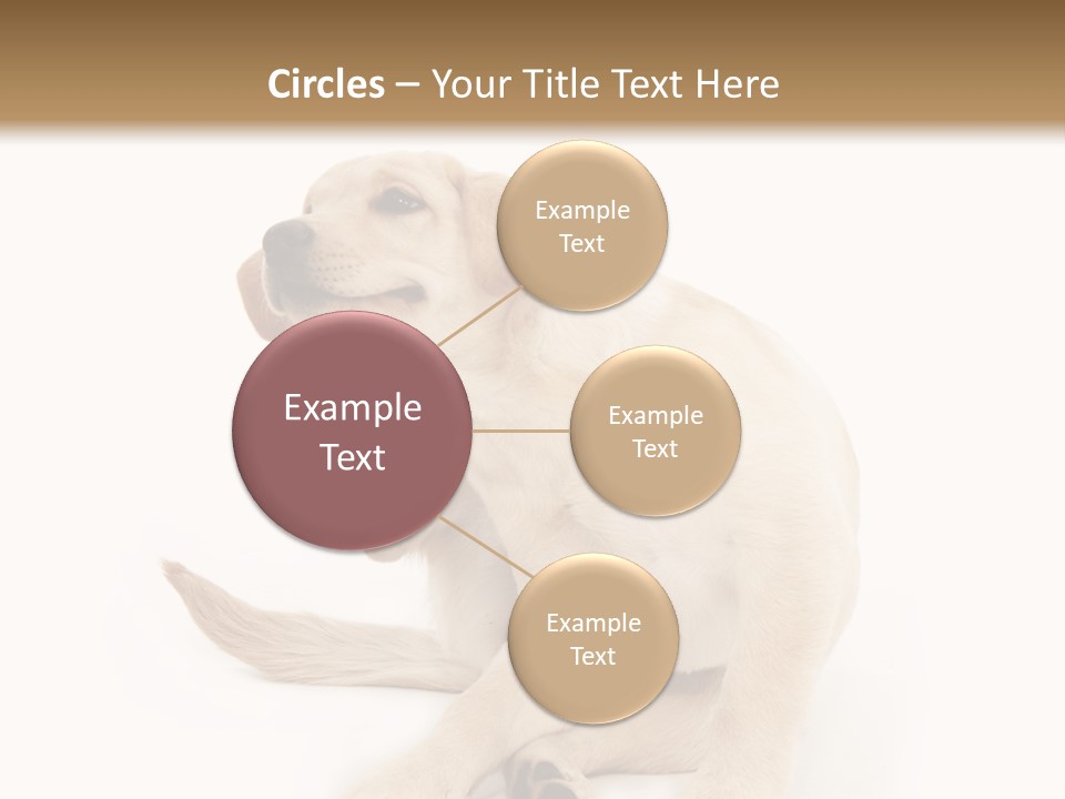Golden Furry Labrador Retriever PowerPoint Template