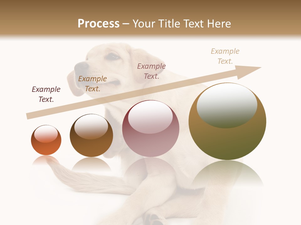 Golden Furry Labrador Retriever PowerPoint Template