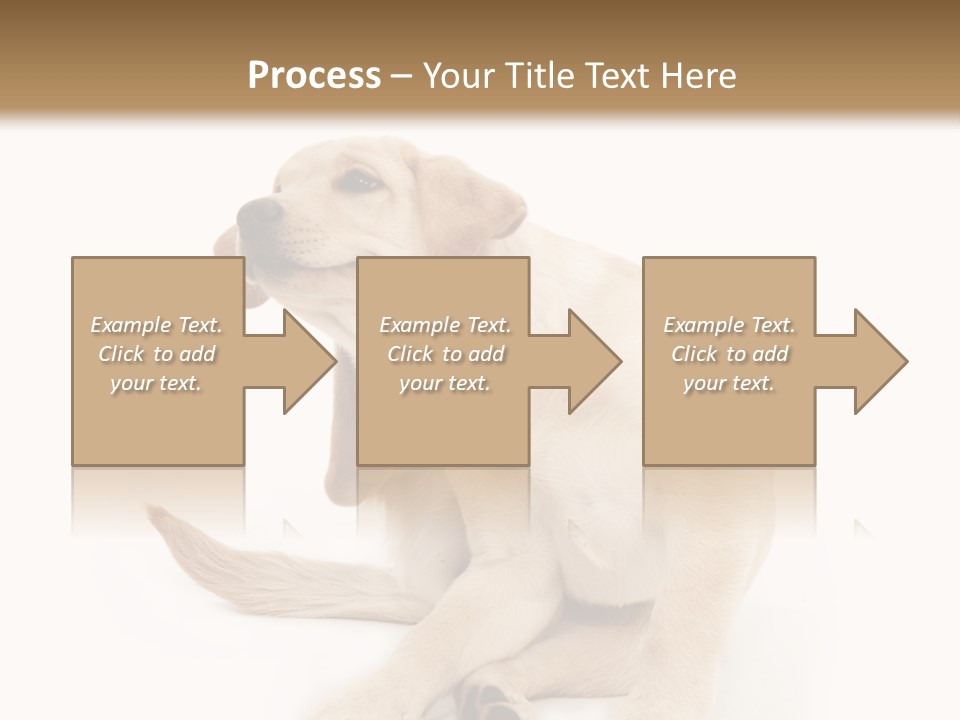 Golden Furry Labrador Retriever PowerPoint Template