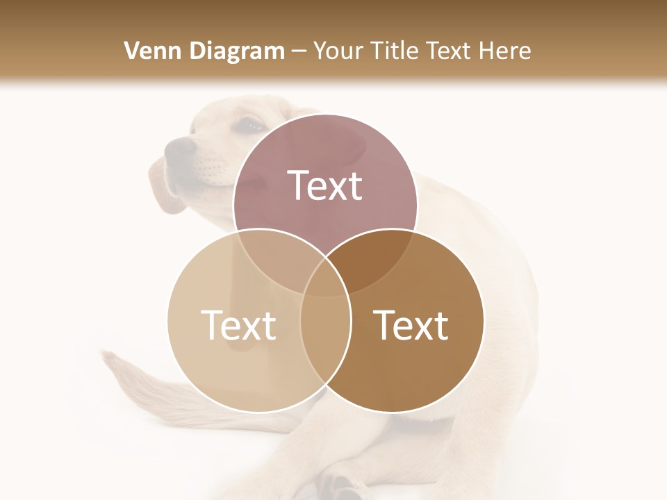 Golden Furry Labrador Retriever PowerPoint Template