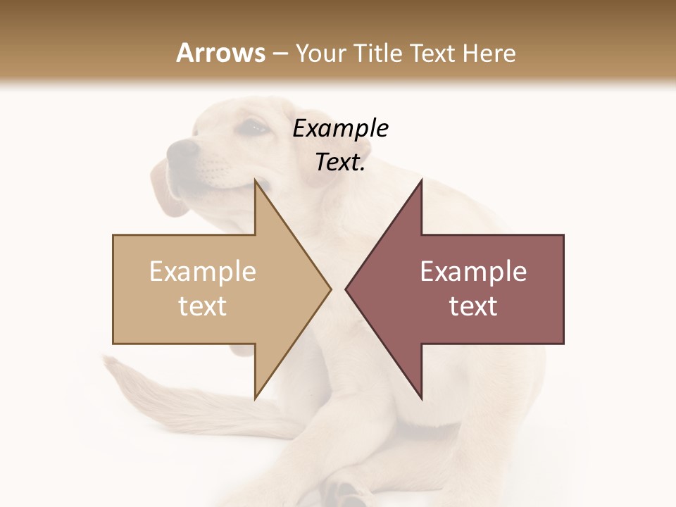 Golden Furry Labrador Retriever PowerPoint Template