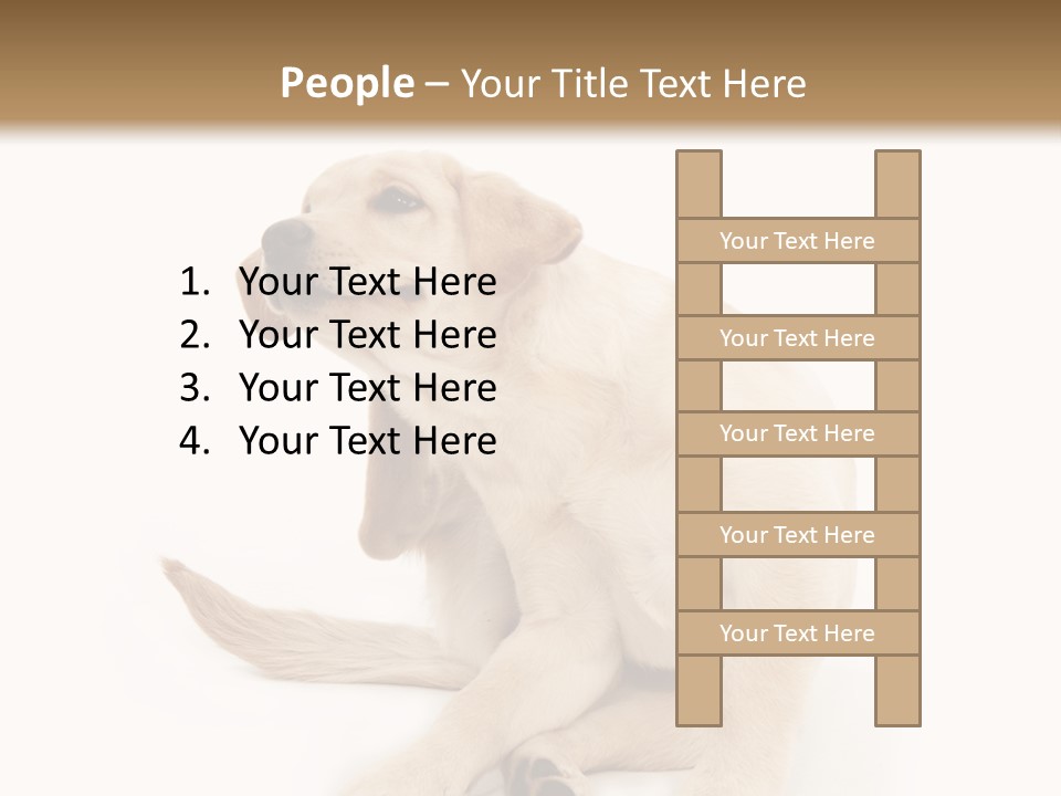 Golden Furry Labrador Retriever PowerPoint Template