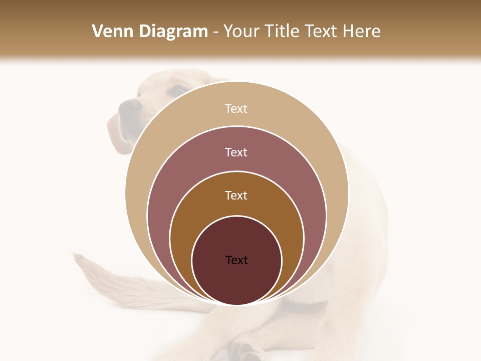 Golden Furry Labrador Retriever PowerPoint Template