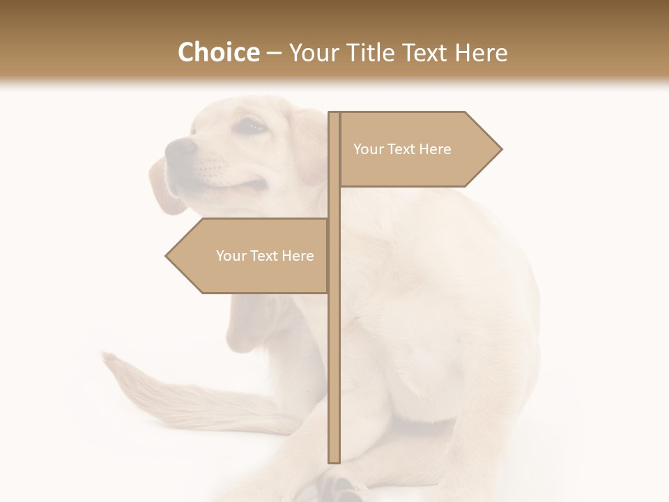 Golden Furry Labrador Retriever PowerPoint Template