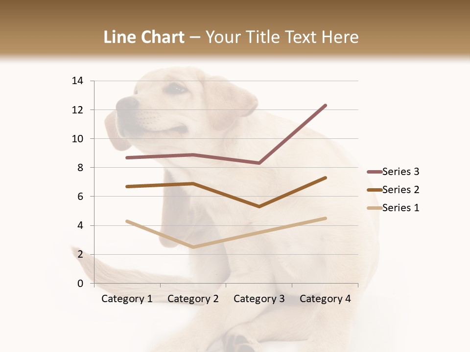 Golden Furry Labrador Retriever PowerPoint Template