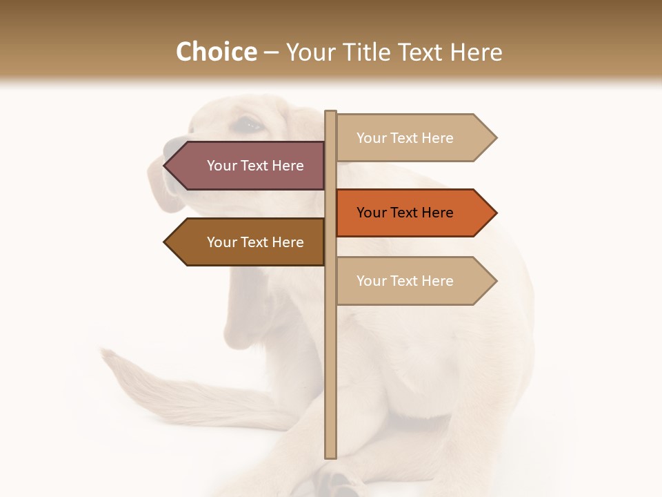 Golden Furry Labrador Retriever PowerPoint Template