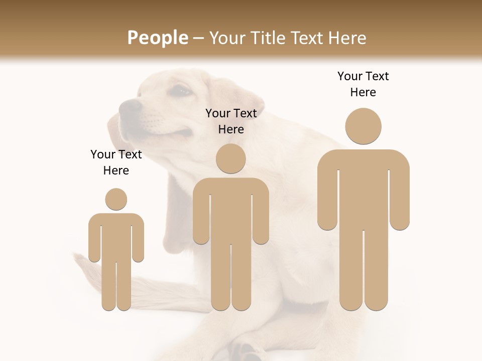 Golden Furry Labrador Retriever PowerPoint Template