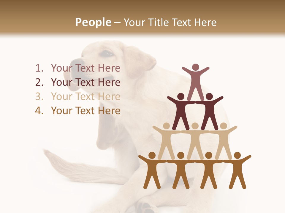 Golden Furry Labrador Retriever PowerPoint Template