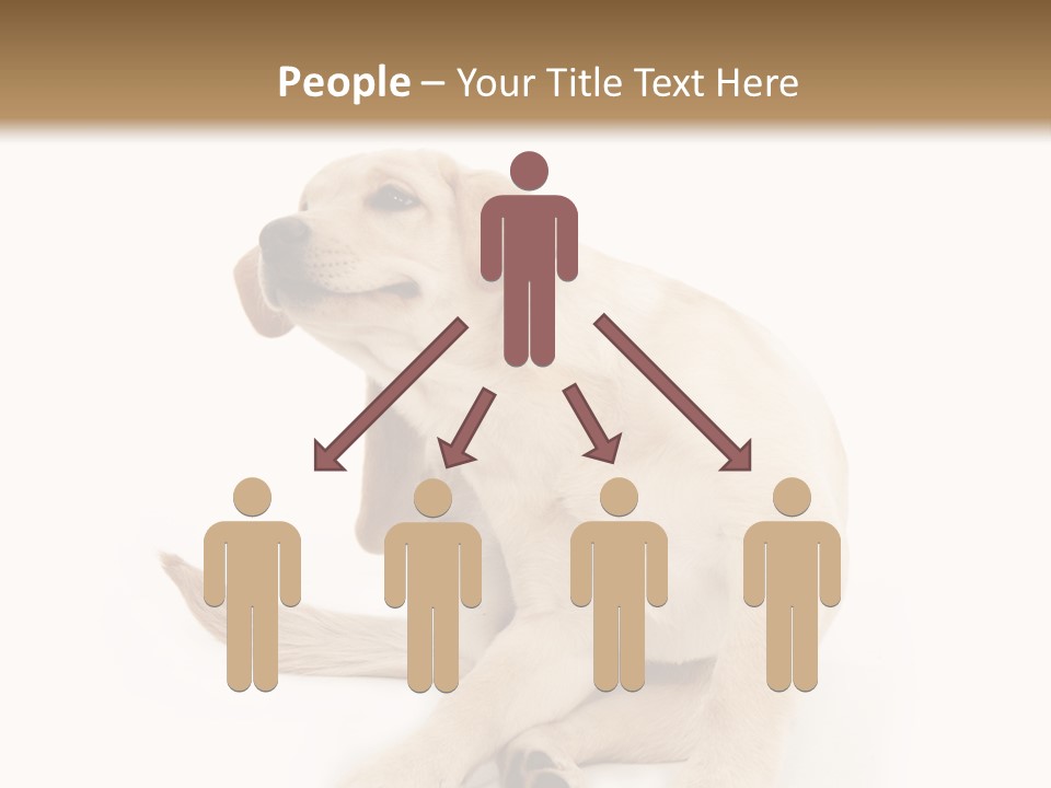 Golden Furry Labrador Retriever PowerPoint Template