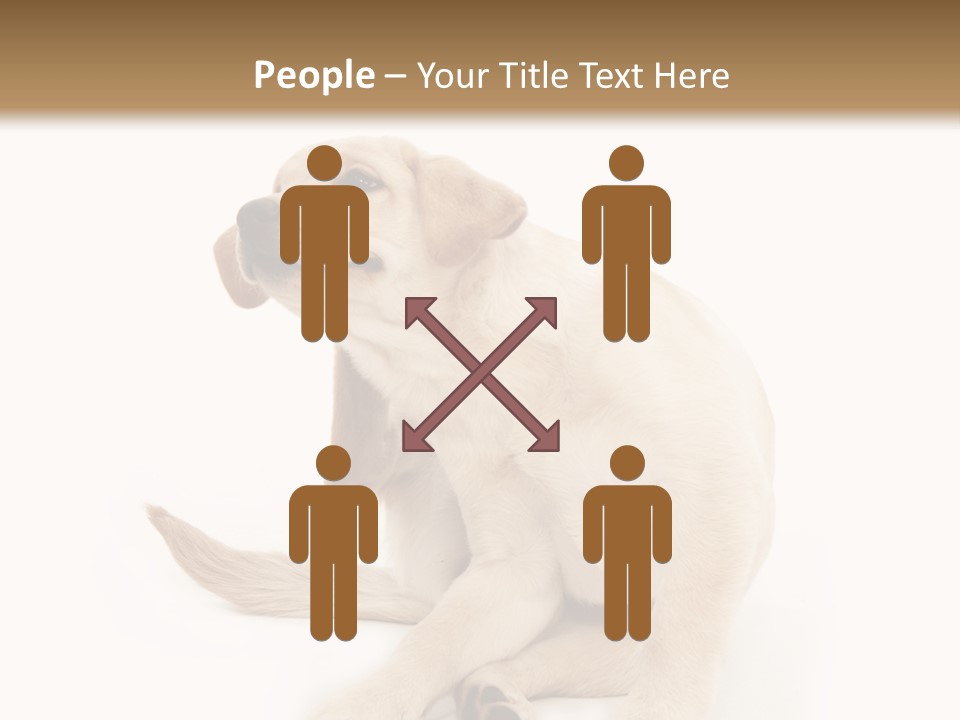 Golden Furry Labrador Retriever PowerPoint Template