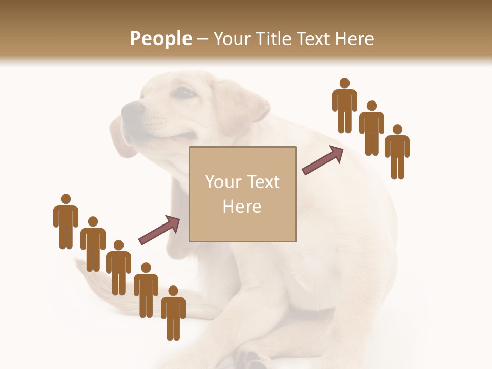 Golden Furry Labrador Retriever PowerPoint Template