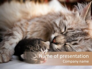 Furry White Mother PowerPoint Template