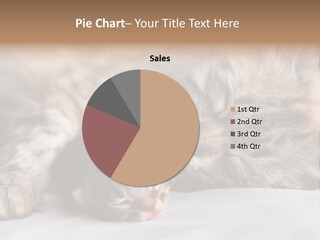 Furry White Mother PowerPoint Template