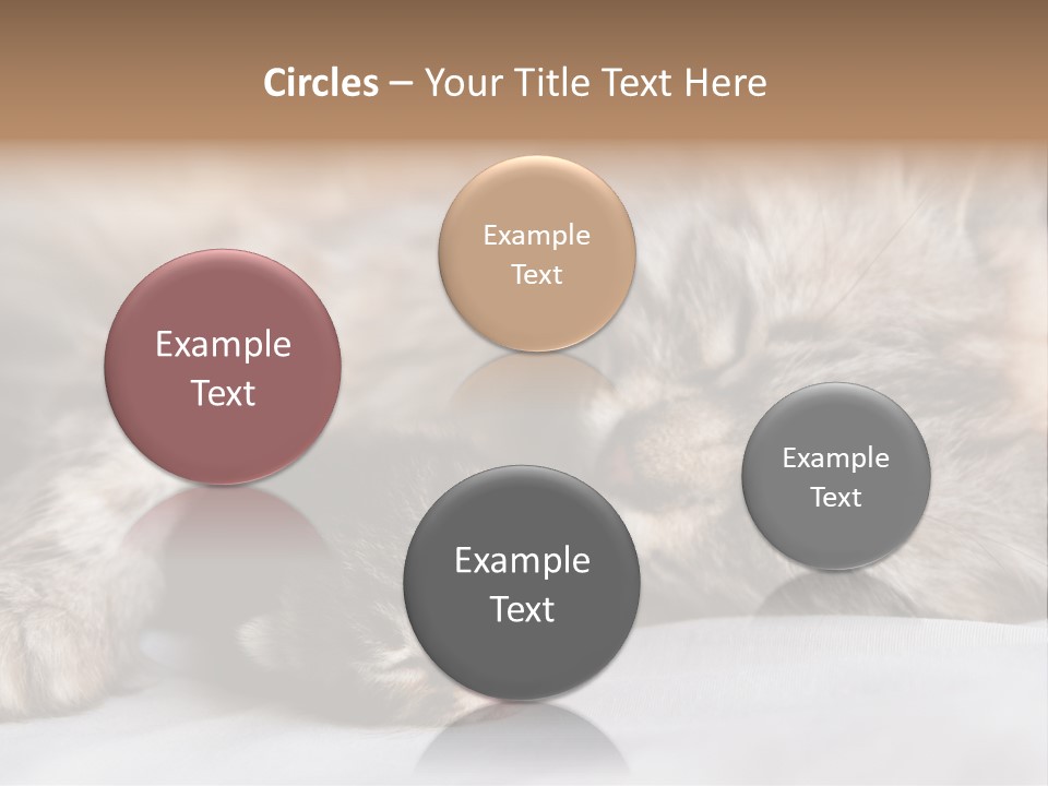 Furry White Mother PowerPoint Template