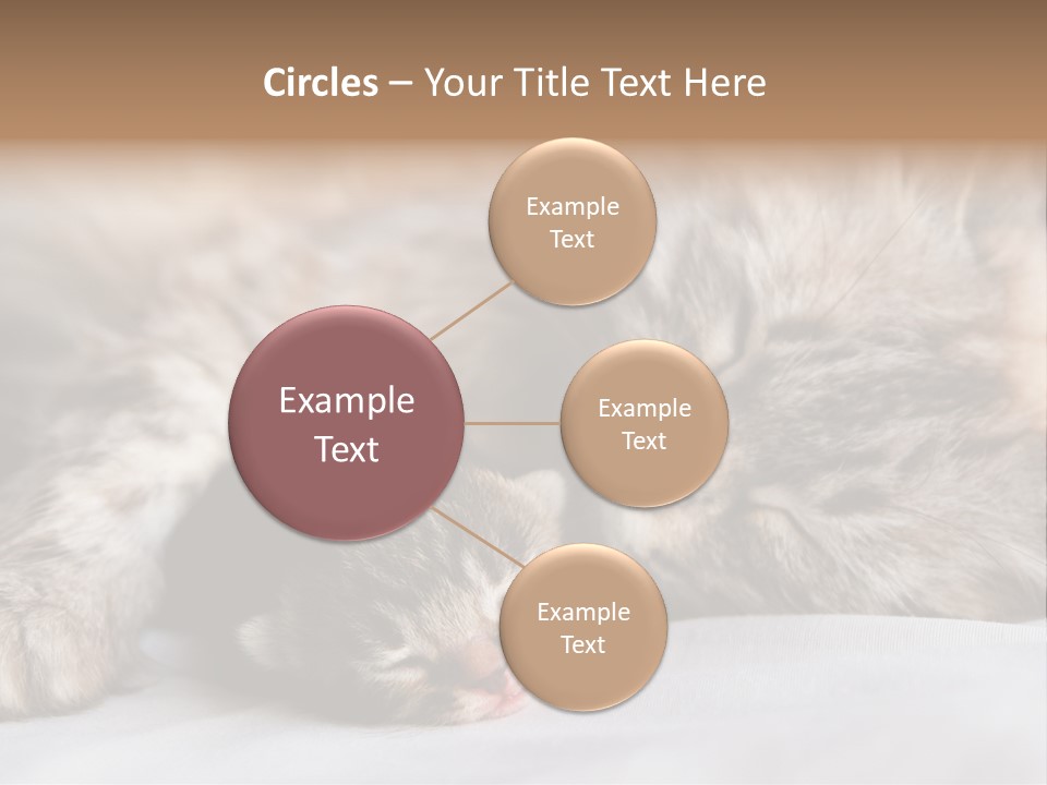 Furry White Mother PowerPoint Template