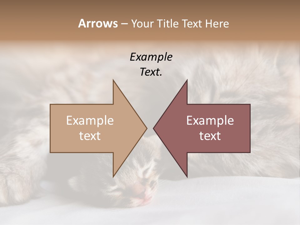 Furry White Mother PowerPoint Template