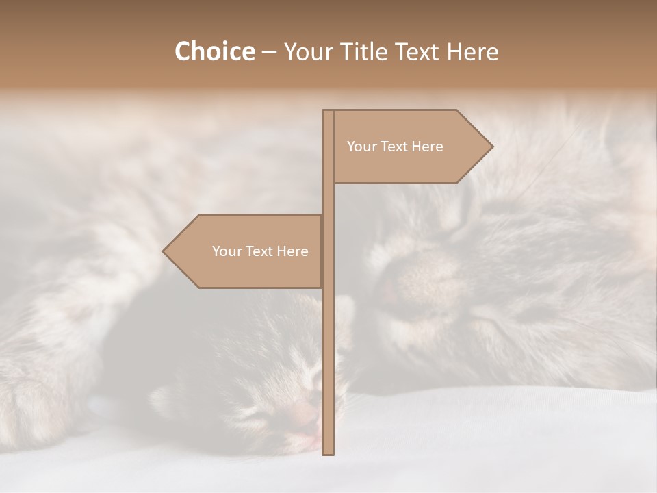 Furry White Mother PowerPoint Template
