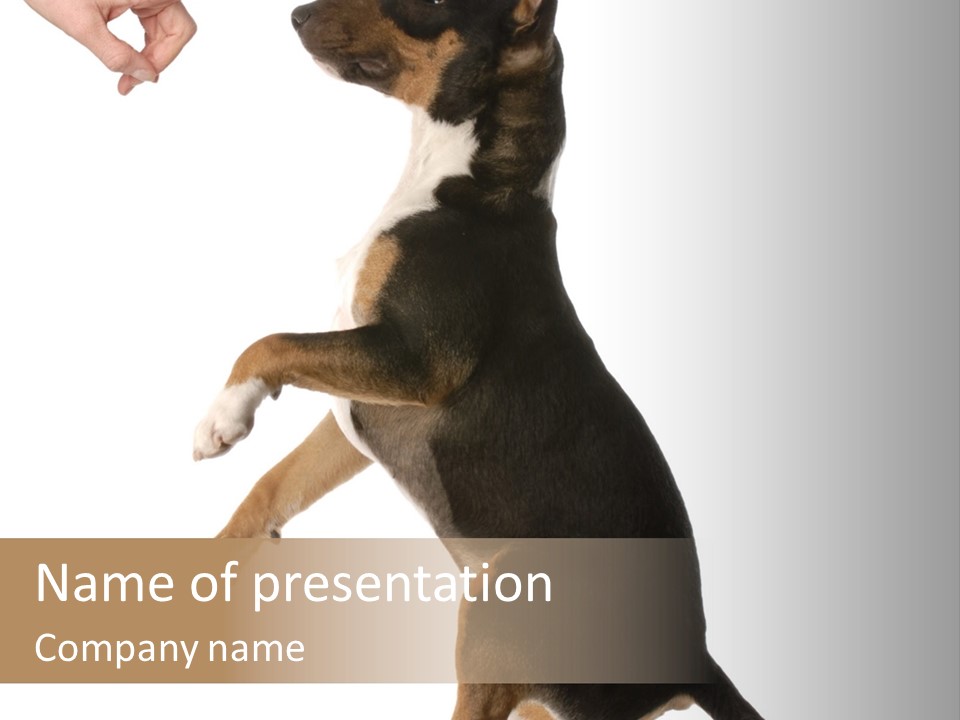 Finger Purebred Reflection PowerPoint Template