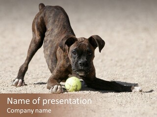 A Dog Playing With A Tennis Ball In The Sand PowerPoint Template