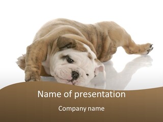 Upside Young Pet PowerPoint Template