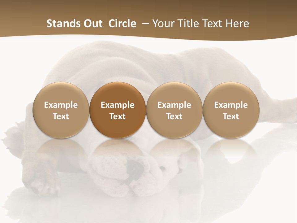 Upside Young Pet PowerPoint Template