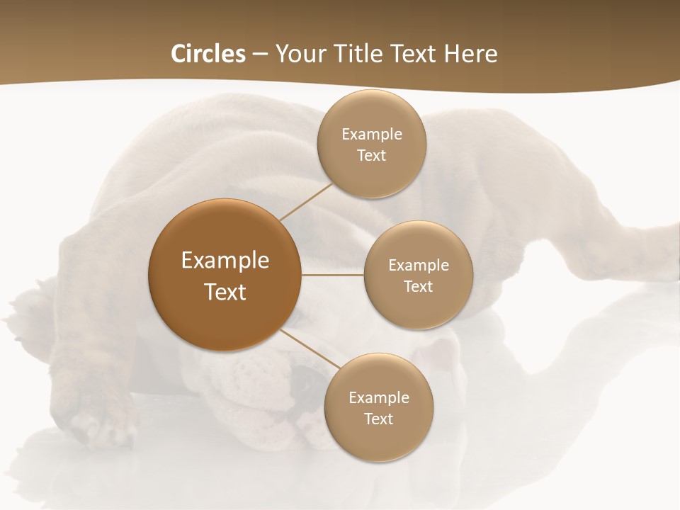 Upside Young Pet PowerPoint Template