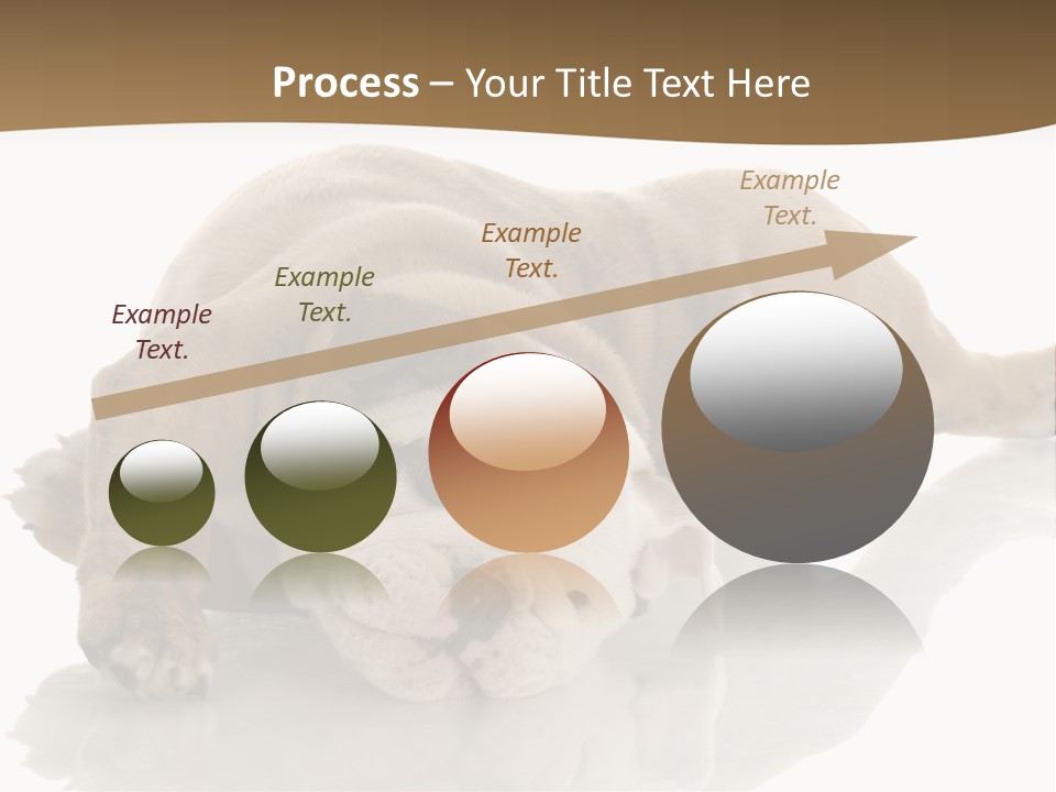 Upside Young Pet PowerPoint Template