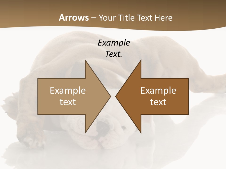 Upside Young Pet PowerPoint Template