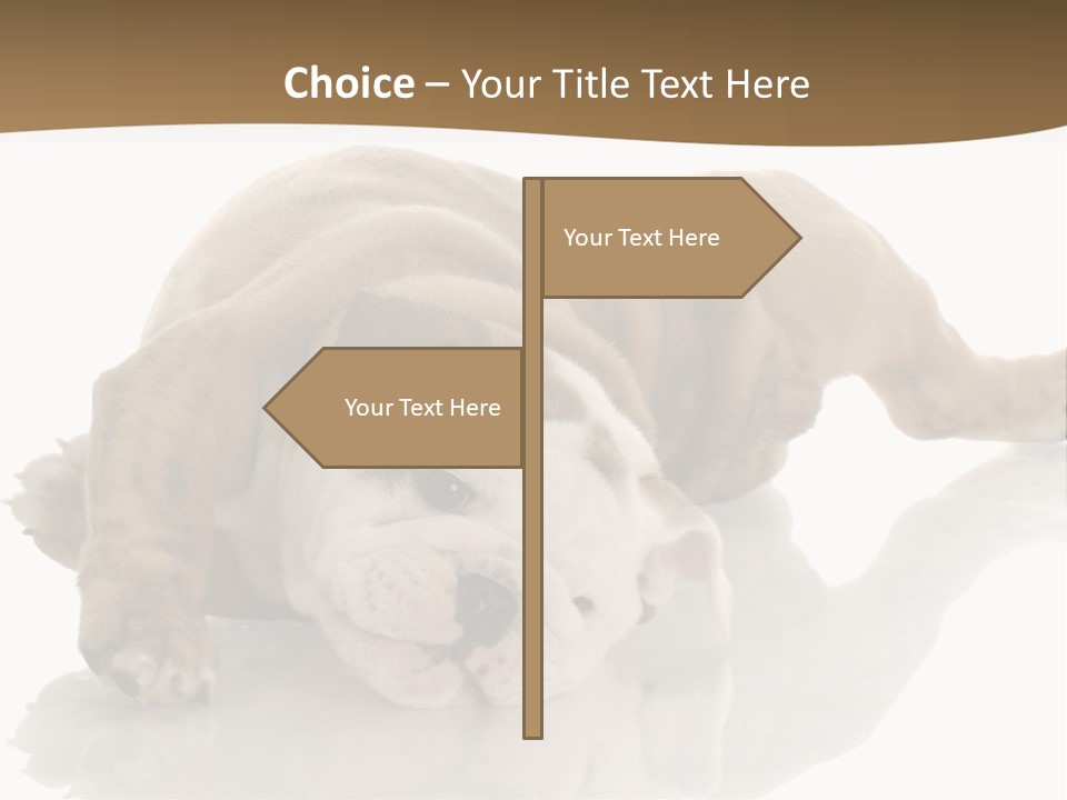 Upside Young Pet PowerPoint Template