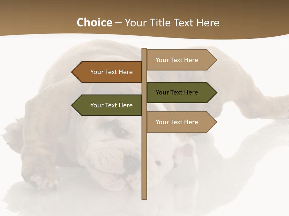 Upside Young Pet PowerPoint Template