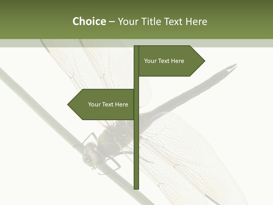 Shot Anax People PowerPoint Template